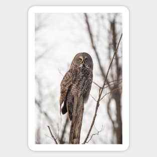 Great Grey Owl in winter Sticker